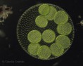 /album/microscopia/microscopia-1-jpg1/